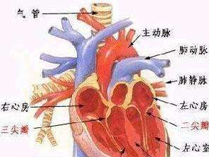 肺動脈瓣關(guān)閉不全