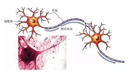 神經(jīng)系統(tǒng)遺傳性疾病